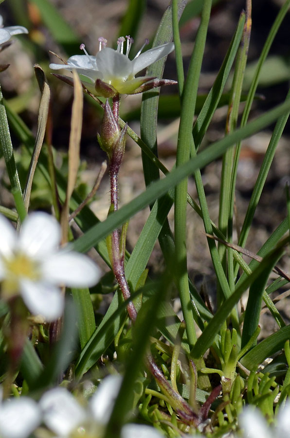 Minuartia recurva